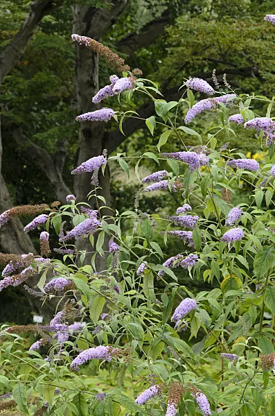 522074 - Gewöhnlicher Sommerflieder (Buddleja davidii 'Nanho Purple')