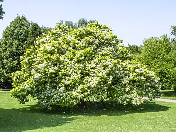 427137 - Gewöhnlicher Trompetenbaum (Catalpa bignonioides)