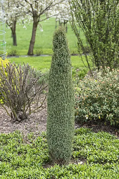 651353 - Gewöhnlicher Wacholder (Juniperus communis 'Compressa')