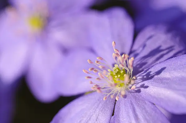 471016 - Gewöhnliches Leberblümchen (Hepatica nobilis)