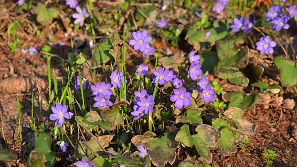 506049 - Gewöhnliches Leberblümchen (Hepatica nobilis)