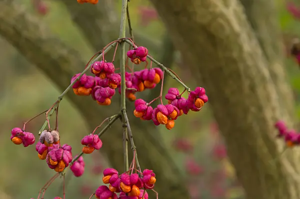 513152 - Gewöhnliches Pfaffenhütchen (Euonymus europaeus)