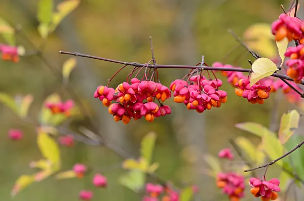 525245 - Gewöhnliches Pfaffenhütchen (Euonymus europaeus)