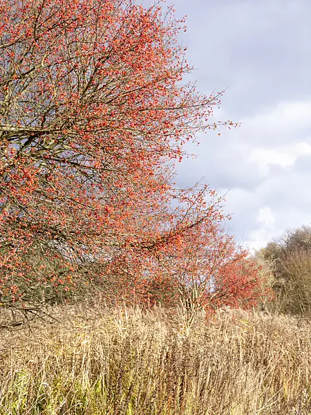 526022 - Gewöhnliches Pfaffenhütchen (Euonymus europaeus)