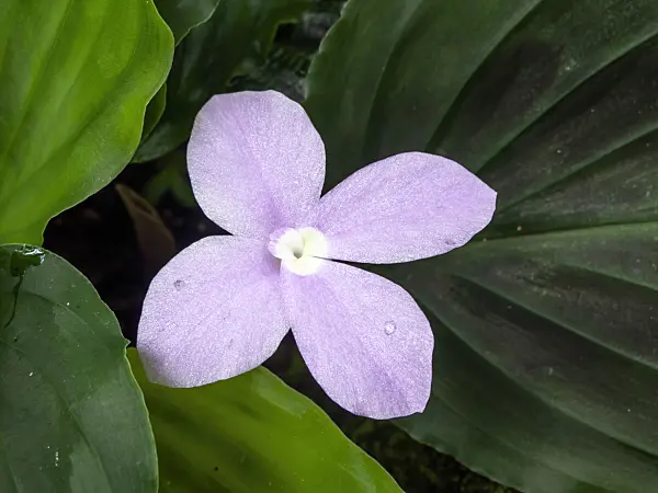434085 - Gewürzlilie (Kaempferia)