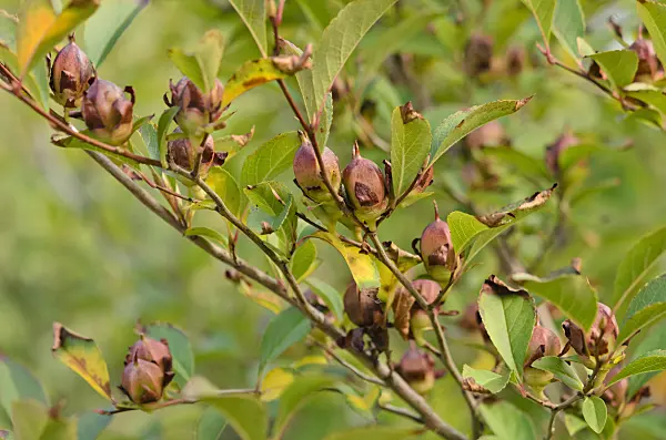 524138 - Gezähnte Scheinkamelie (Stewartia serrata)