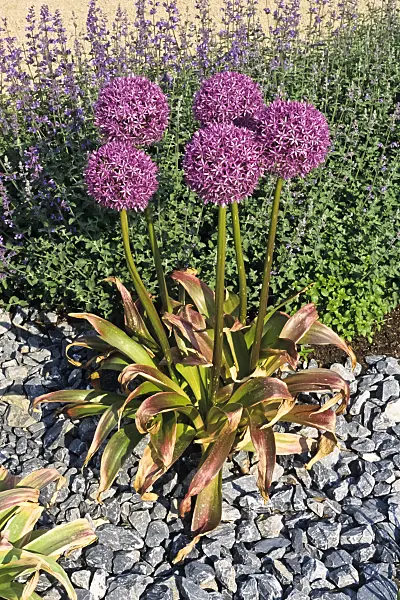 390146 - Giant allium (Allium giganteum)