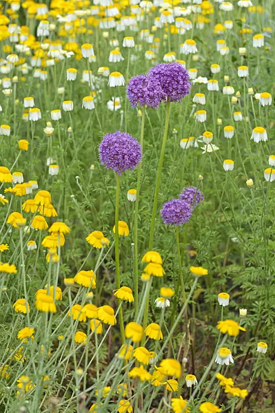 485145 - Giant allium (Allium giganteum) and dyer's chamomile (Anthemis tinctoria syn. Cota tinctoria)