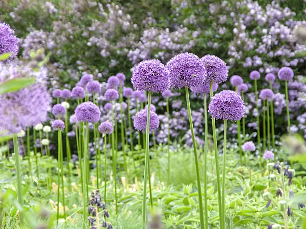 437394 - Giant allium (Allium Gladiator)