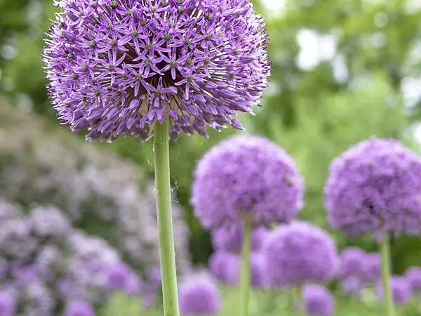 437404 - Giant allium (Allium Gladiator)