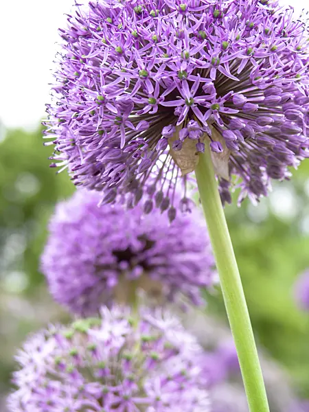 437405 - Giant allium (Allium Gladiator)