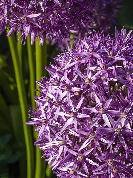 413060 - Giant allium (Allium Globemaster)