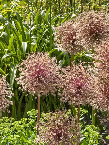 415008 - Giant allium (Allium Globemaster)