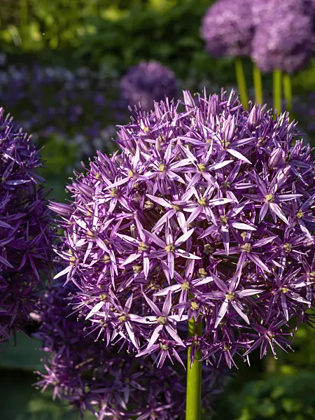 438185 - Giant allium (Allium Globemaster)