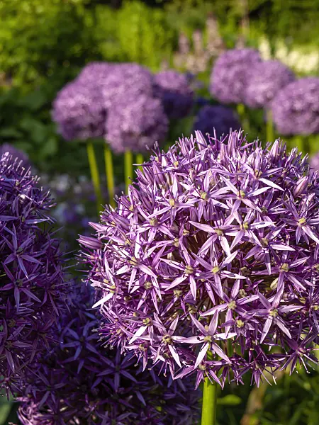 438186 - Giant allium (Allium Globemaster)