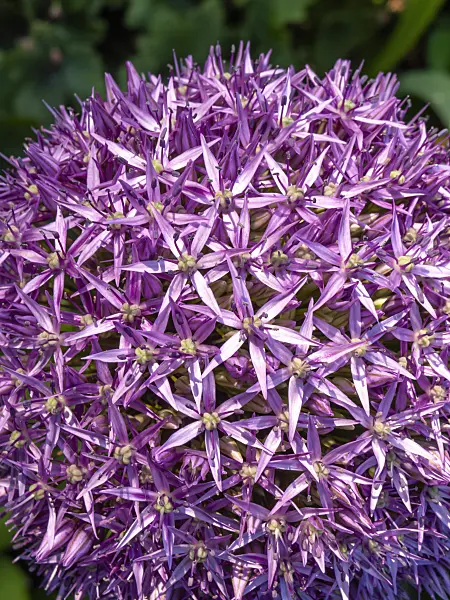 438188 - Giant allium (Allium Globemaster)