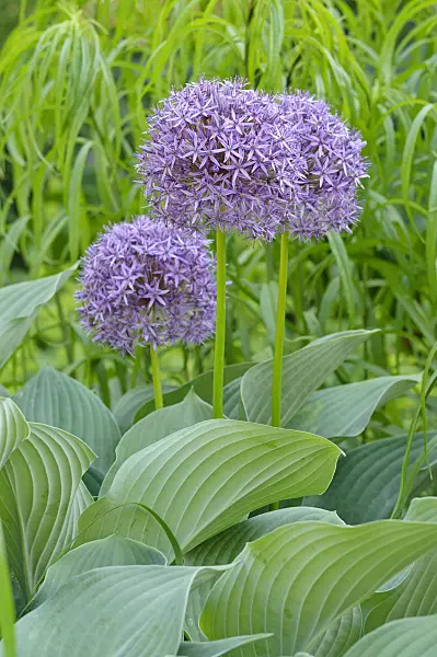 472337 - Giant allium (Allium Globemaster)