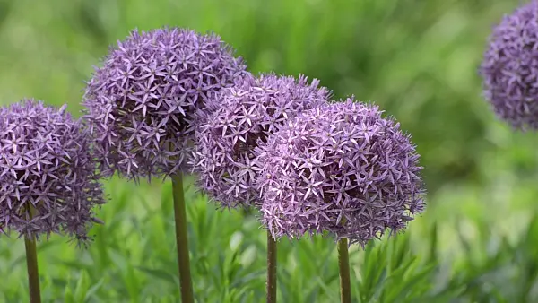496253 - Giant allium (Allium Globemaster)