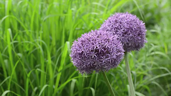 496255 - Giant allium (Allium Globemaster)