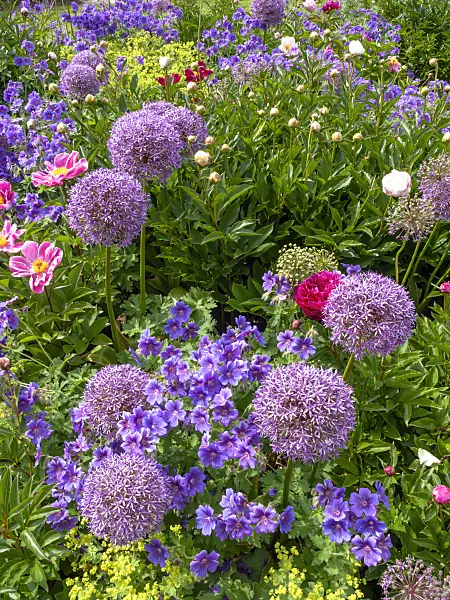 426057 - Giant allium (Allium Globemaster) and cranesbill (Geranium x magnificum)