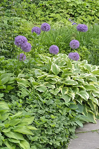472438 - Giant allium (Allium Globemaster) and plantain lily (Hosta)