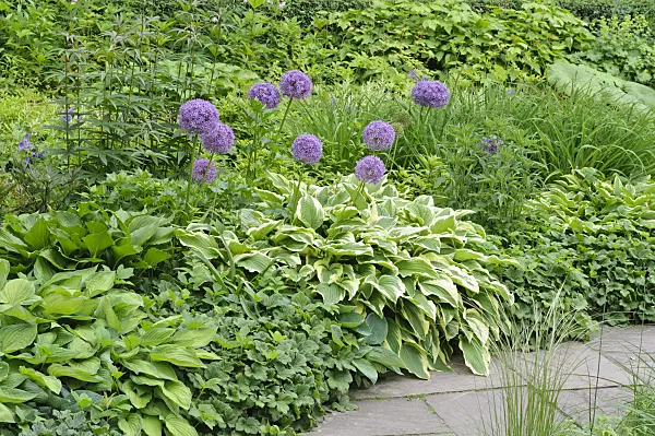 472439 - Giant allium (Allium Globemaster) and plantain lily (Hosta)