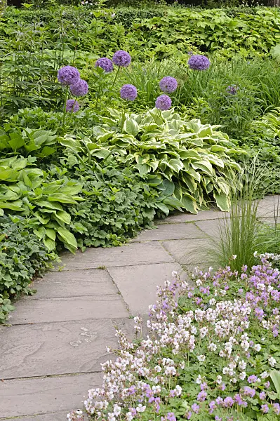 472440 - Giant allium (Allium Globemaster) and plantain lily (Hosta)