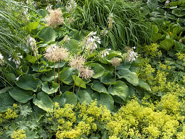 462059 - Giant allium (Allium Globemaster), plantain lily (Hosta sieboldiana 'Elegans') and lady's mantle (Alchemilla)