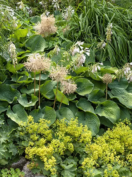 462060 - Giant allium (Allium Globemaster), plantain lily (Hosta sieboldiana 'Elegans') and lady's mantle (Alchemilla)