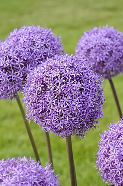 545090 - Giant allium (Allium Round and Purple)