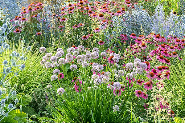 664031 - Giant allium (Allium Summer Beauty)