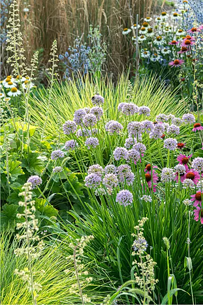 664032 - Giant allium (Allium Summer Beauty)