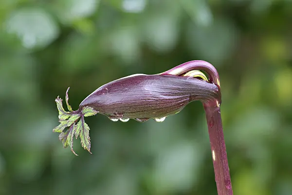 452159 - Giant angelica (Angelica gigas)