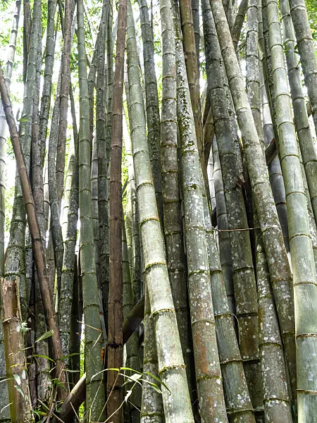 434355 - Giant bamboo (Dendrocalamus giganteus)