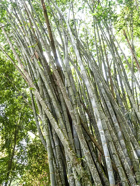 434356 - Giant bamboo (Dendrocalamus giganteus)