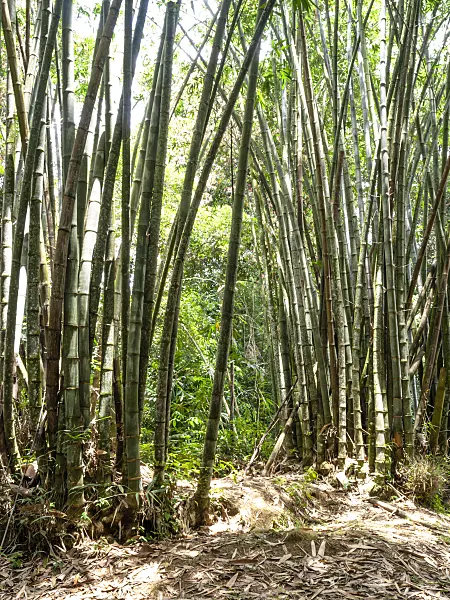 434357 - Giant bamboo (Dendrocalamus giganteus)