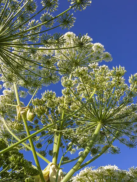 414189 - Giant cow parsnip (Heracleum mantegazzianum)