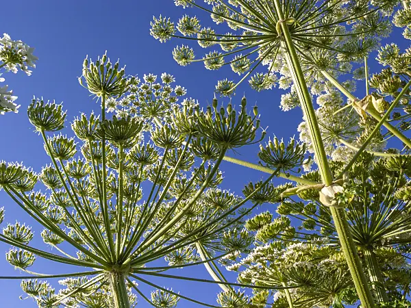 414190 - Giant cow parsnip (Heracleum mantegazzianum)