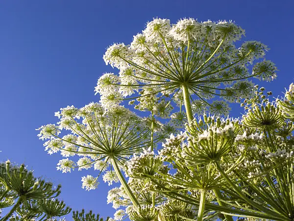 414191 - Giant cow parsnip (Heracleum mantegazzianum)