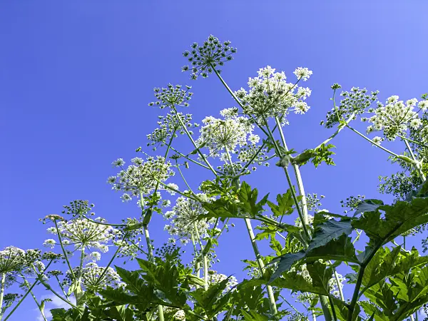 438208 - Giant cow parsnip (Heracleum mantegazzianum)