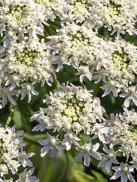 438209 - Giant cow parsnip (Heracleum mantegazzianum)