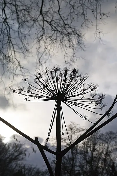 551008 - Giant cow parsnip (Heracleum mantegazzianum)