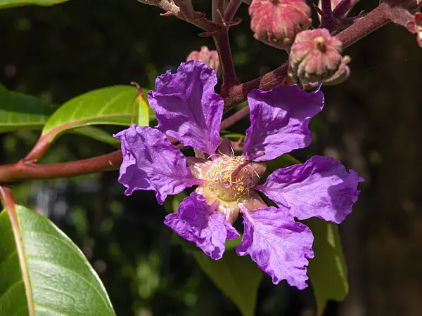 455042 - Giant crape myrtle (Lagerstroemia speciosa)