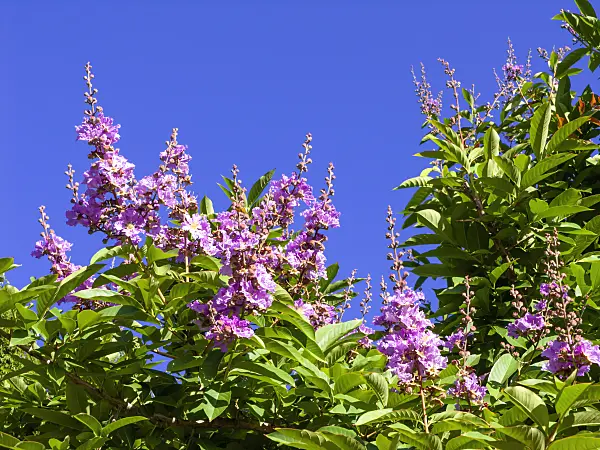 455047 - Giant crape myrtle (Lagerstroemia speciosa)