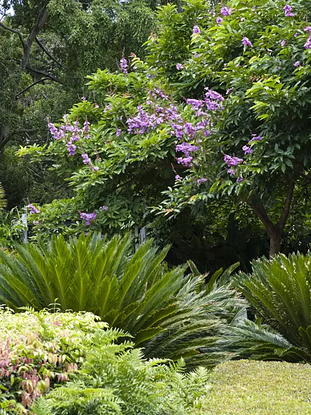 455057 - Giant crape myrtle (Lagerstroemia speciosa)