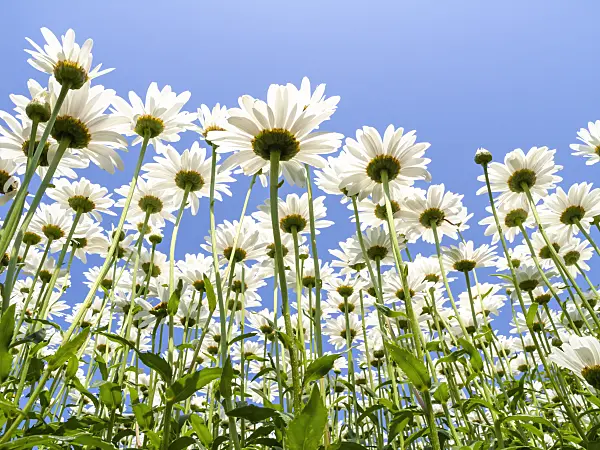 427168 - Giant daisy (Leucanthemum maximum)