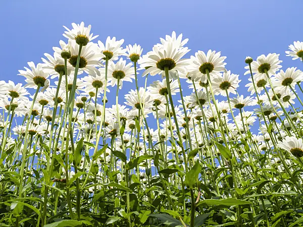 427169 - Giant daisy (Leucanthemum maximum)