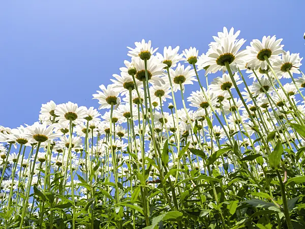 427170 - Giant daisy (Leucanthemum maximum)
