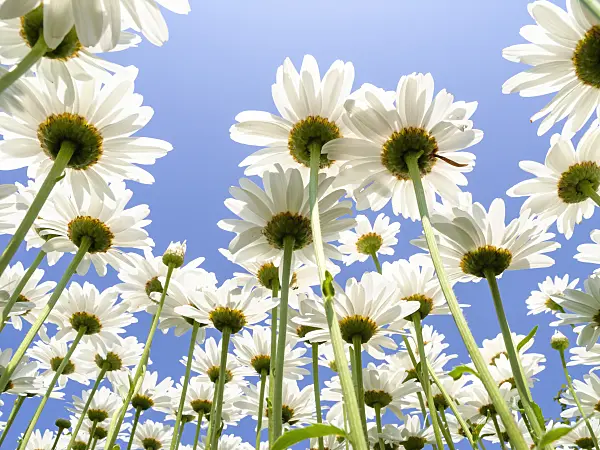 427172 - Giant daisy (Leucanthemum maximum)