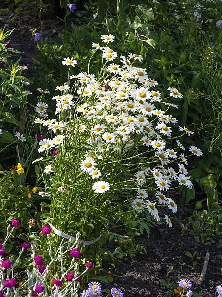 461079 - Giant daisy (Leucanthemum maximum)